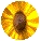 sunflower blossom