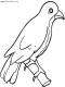 bird colouring page