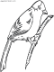 bird coloring page