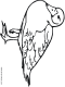 duck coloring pages