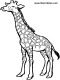 giraffe coloring pages