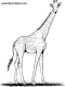 giraffe coloring page