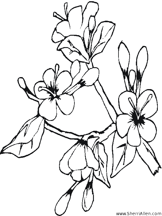 http://www.sherriallen.com/coloring/images/spring5.gif