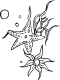 starfish coloring page