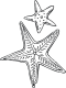 starfish coloring page