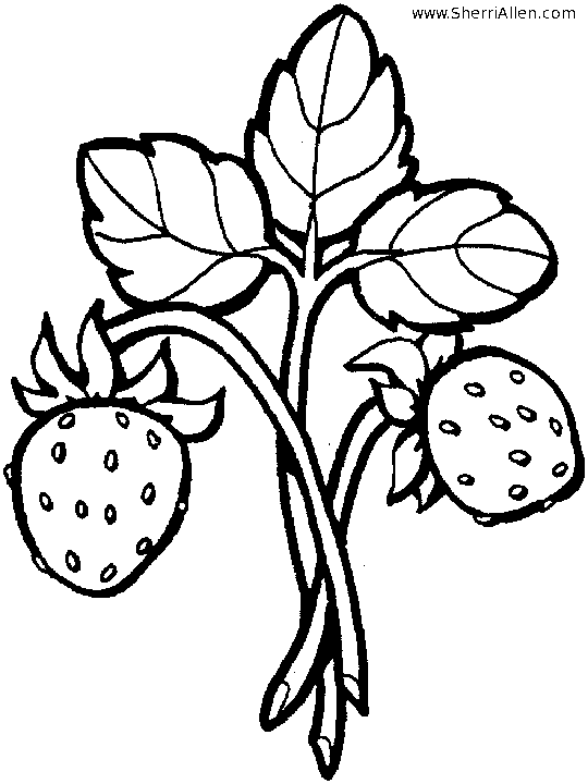 Strawberry coloring pages