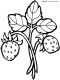 strawberries on vine coloring apge