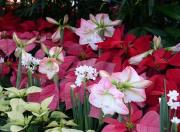 amaryllis christmas holiday flowers