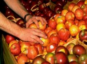 apples harvest at farmer's market