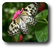 butterfly in flower garden
