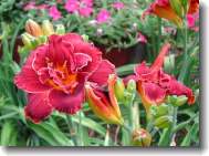 daylily plant in flower garden