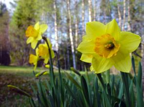 Spring blooming daffodil flowers