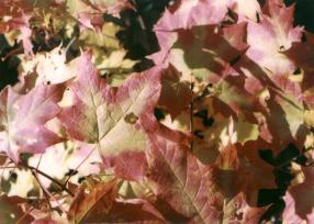 Natural Autumn Leaves