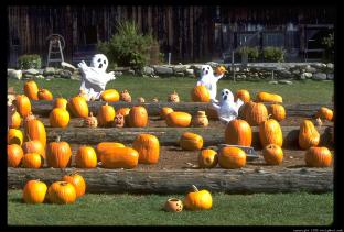 Autumn Family Fun in the Pumpkin Patch