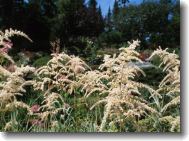 autumn perennial flower garden