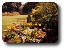 blooming spring flower garden