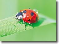 ladybug in garden