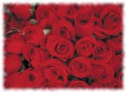 red roses