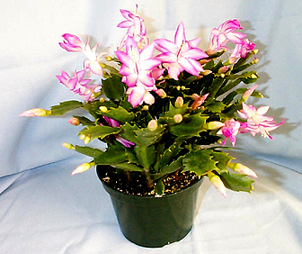 thanksgiving cactus, schlumbergera truncata