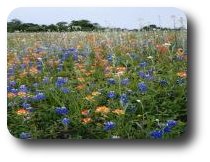 field of wildflowers